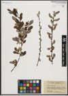 Foto von Salix aurita L.